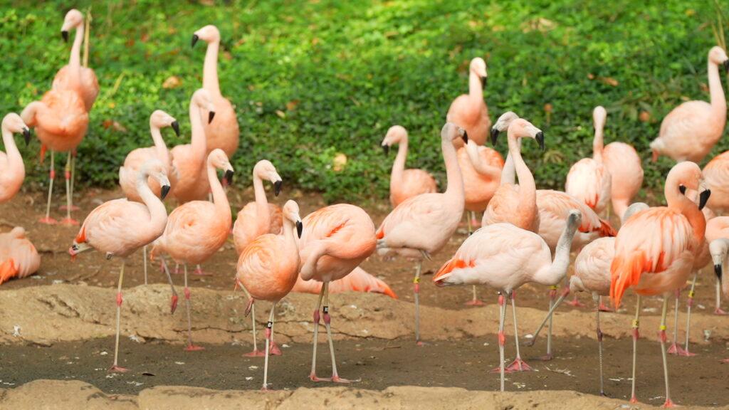 Flamingos at gala