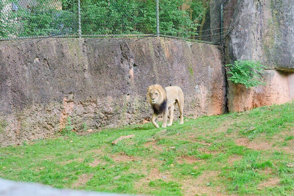 Lion at Zoo Atlanta